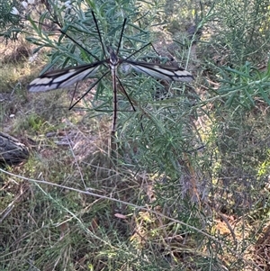 Ptilogyna (Plusiomyia) gracilis at Mittagong, NSW - suppressed