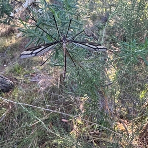 Ptilogyna (Plusiomyia) gracilis at Mittagong, NSW - suppressed
