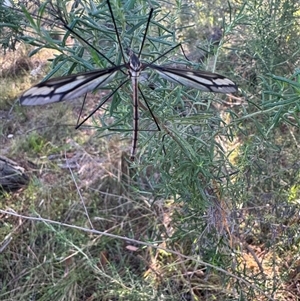 Ptilogyna (Plusiomyia) gracilis at Mittagong, NSW - suppressed