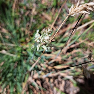 Holcus lanatus (Yorkshire Fog) at Watson, ACT by abread111