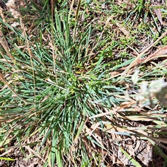 Holcus lanatus at Watson, ACT - 3 Feb 2025 11:02 AM