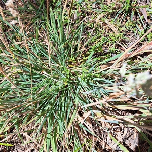 Holcus lanatus at Watson, ACT - Yesterday 11:02 AM