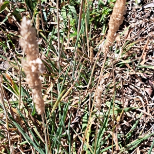 Holcus lanatus at Watson, ACT - 3 Feb 2025 11:02 AM