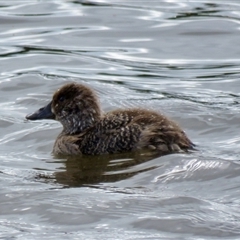 Oxyura australis (Blue-billed Duck) by Span102