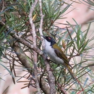 Melithreptus lunatus (White-naped Honeyeater) at Bundanoon, NSW by Span102