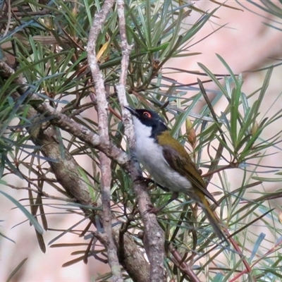 Melithreptus lunatus (White-naped Honeyeater) at Bundanoon, NSW - 22 Jan 2025 by Span102