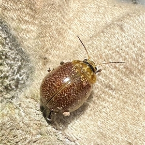 Paropsisterna decolorata at Kangaroo Valley, NSW - suppressed