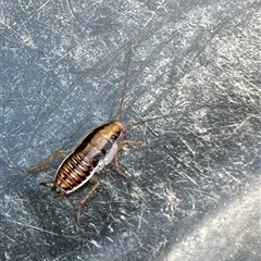 Unidentified Cockroach (Blattodea, several families) at Kangaroo Valley, NSW - 3 Feb 2025 by lbradley