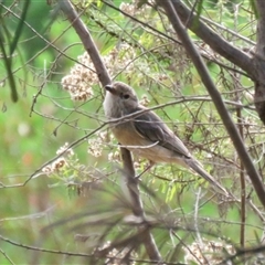 Pachycephala rufiventris (Rufous Whistler) at Bundanoon, NSW - 22 Jan 2025 by Span102