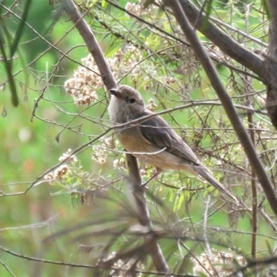 Pachycephala rufiventris (Rufous Whistler) at Bundanoon, NSW - 22 Jan 2025 by Span102