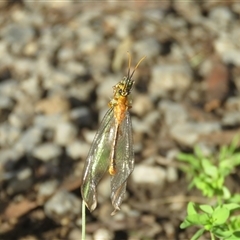 Nymphes myrmeleonoides (Blue eyes lacewing) at Mittagong, NSW - 20 Jan 2025 by Span102