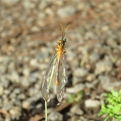 Nymphes myrmeleonoides at Mittagong, NSW - suppressed