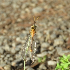 Nymphes myrmeleonoides at Mittagong, NSW - suppressed