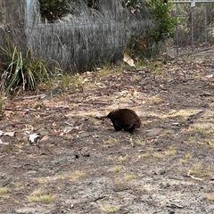 Tachyglossus aculeatus (Short-beaked Echidna) at Spring Beach, TAS - 3 Feb 2025 by JimL