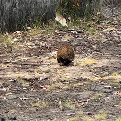 Tachyglossus aculeatus at Spring Beach, TAS - 3 Feb 2025 01:29 PM