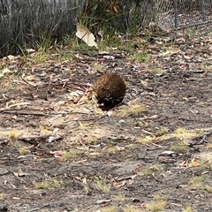 Tachyglossus aculeatus at Spring Beach, TAS - 3 Feb 2025 01:29 PM