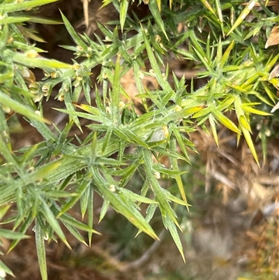 Ulex europaeus (Gorse) at Rheban, TAS - 3 Feb 2025 by JimL