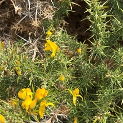 Ulex europaeus at Rheban, TAS - 3 Feb 2025 02:19 PM