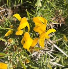 Ulex europaeus at Rheban, TAS - 3 Feb 2025 02:19 PM