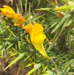 Ulex europaeus at Rheban, TAS - 3 Feb 2025 02:19 PM