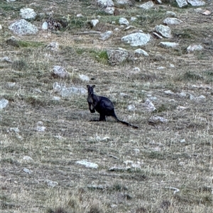 Osphranter robustus robustus (Eastern Wallaroo) at Burra, NSW by Safarigirl