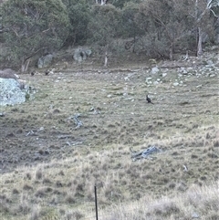 Osphranter robustus robustus at Burra, NSW - 2 Feb 2025 06:53 PM