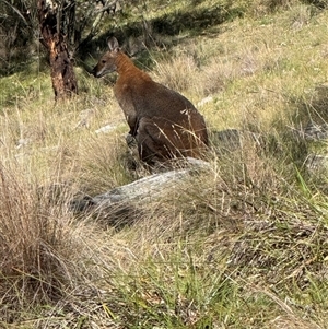 Notamacropus rufogriseus (Red-necked Wallaby) at Burra, NSW by Safarigirl