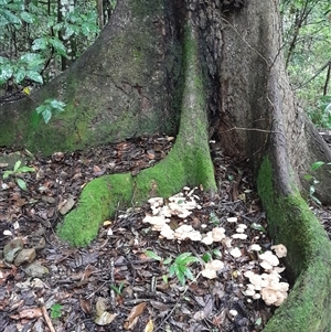 Unidentified Fungus at Pappinbarra, NSW - 4 Feb 2025 by jonvanbeest