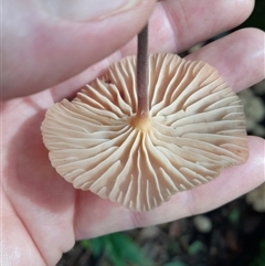 zz agaric (stem; gills white/cream) at Pappinbarra, NSW - 4 Feb 2025 04:38 PM