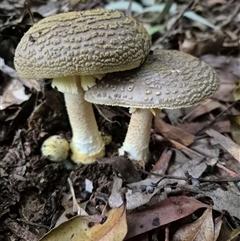 Amanita sp. at Jamberoo, NSW - 30 Jan 2025 08:25 AM