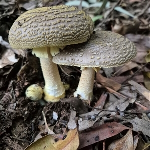 Amanita sp. at Jamberoo, NSW - 30 Jan 2025 08:25 AM