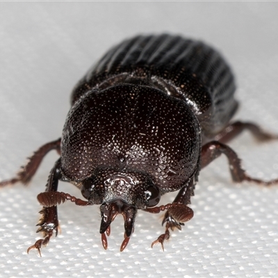 Syndesus cornutus (Stag beetle) at Melba, ACT - 1 Feb 2025 by kasiaaus