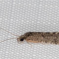 Unidentified Caddisfly (Trichoptera) at Melba, ACT - 1 Feb 2025 by kasiaaus