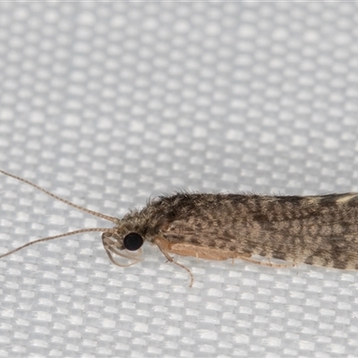 Unidentified Caddisfly (Trichoptera) at Melba, ACT - 1 Feb 2025 by kasiaaus