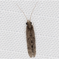 Trichoptera (order) at Melba, ACT - 1 Feb 2025 10:17 PM