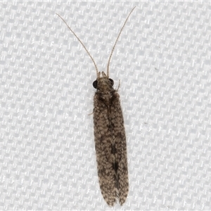 Trichoptera (order) at Melba, ACT - 1 Feb 2025 10:17 PM