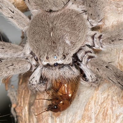 Isopedella pessleri (A huntsman spider) at Melba, ACT - 1 Feb 2025 by kasiaaus