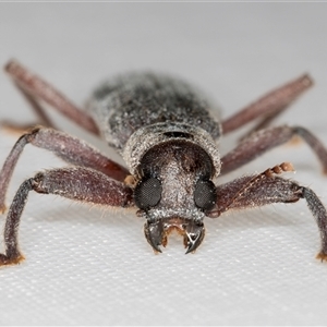 Eunatalis sp. (Genus) at Melba, ACT by kasiaaus