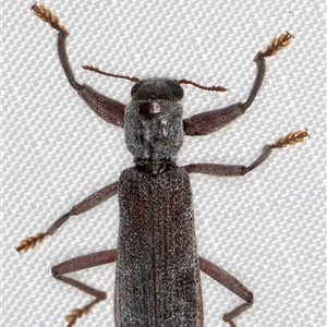 Eunatalis sp. (Genus) at Melba, ACT - 1 Feb 2025 10:23 PM