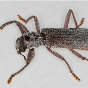 Eunatalis sp. (Genus) at Melba, ACT - 1 Feb 2025 10:23 PM