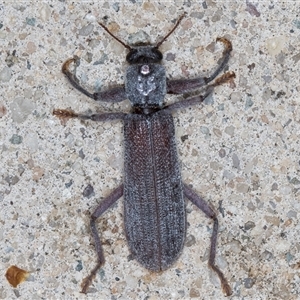 Eunatalis sp. (Genus) at Melba, ACT - 1 Feb 2025 10:23 PM