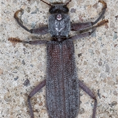 Eunatalis sp. (Genus) at Melba, ACT - 1 Feb 2025 10:23 PM