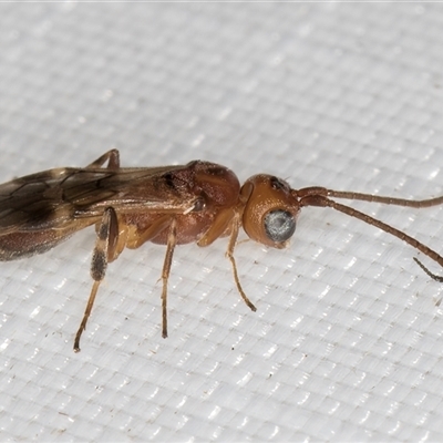 Phanerotoma sp. (genus) (A Braconid wasp) at Melba, ACT - 1 Feb 2025 by kasiaaus