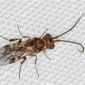 Phanerotoma sp. (genus) at Melba, ACT - 1 Feb 2025 10:24 PM