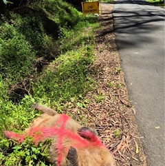 Vombatus ursinus (Common wombat, Bare-nosed Wombat) at Jamberoo, NSW - 28 Jan 2025 by nancyp