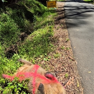 Vombatus ursinus at Jamberoo, NSW - 28 Jan 2025 01:12 PM