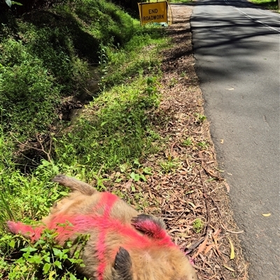 Vombatus ursinus (Common wombat, Bare-nosed Wombat) at Jamberoo, NSW - 28 Jan 2025 by nancyp