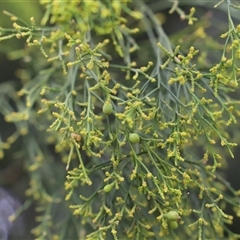 Exocarpos cupressiformis at Orford, TAS - 3 Feb 2025 by JimL