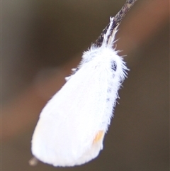 Acyphas (genus) (Lymantriinae, Erebidae) at Orford, TAS - 3 Feb 2025 by JimL