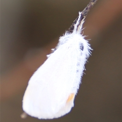 Unidentified Moth (Lepidoptera) at Orford, TAS - 3 Feb 2025 by JimL